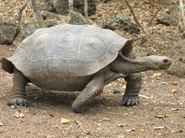 tortue galappagos Chelonoidis chathamensis,
