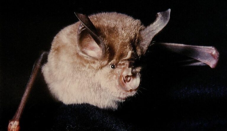 Redécouverte au Rwanda d&rsquo;une chauve-souris plus vue depuis 40 ans