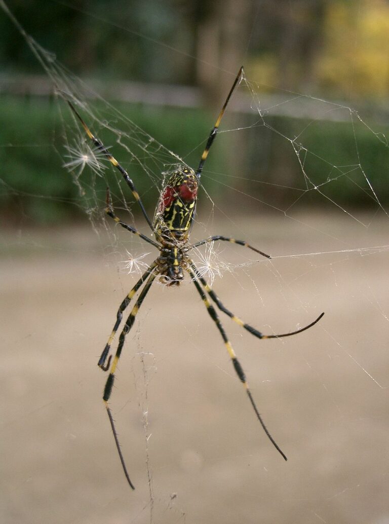 De grosses araignées d&rsquo;Asie colonisent la côte est américaine, mais pas de panique