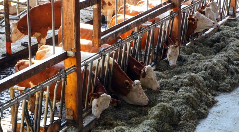 Au Salon de l&rsquo;agriculture, Jadot fustige le « prétexte » de l&rsquo;Ukraine pour « produire plus »