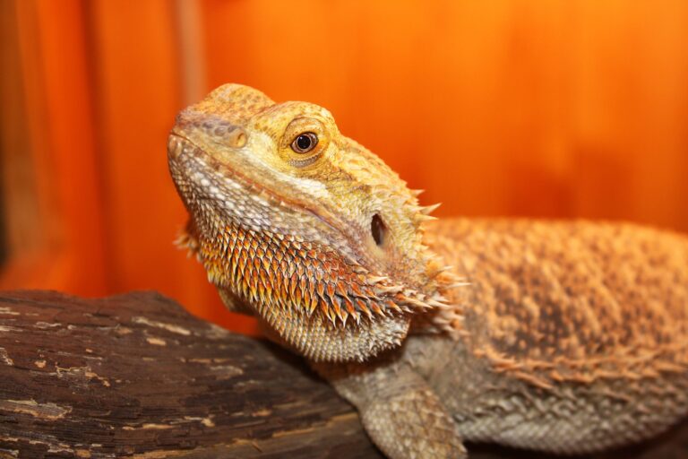 USA: le contrebandier cachait serpents et lézards cornus dans son pantalon