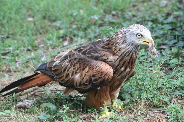 Chasse: le plomb à l&rsquo;origine d&rsquo;une diminution de la population des rapaces