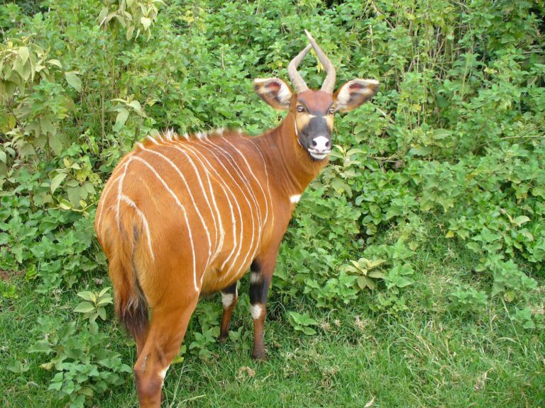 Au Kenya, les bongos de montagne de retour dans leur milieu naturel