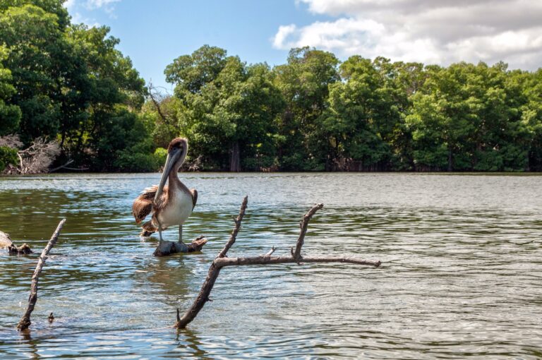 Les mangroves du Panama, étape privilégiée pour les oiseaux migrateurs du continent américain