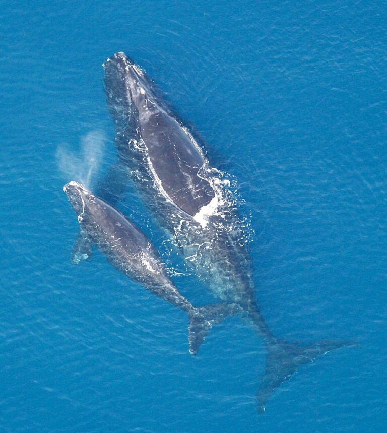 Dans l&rsquo;Atlantique, des scientifiques au chevet des baleines noires