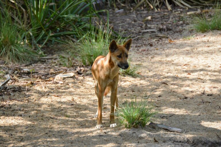 Les dingos plutôt entre chien et loup, selon une étude