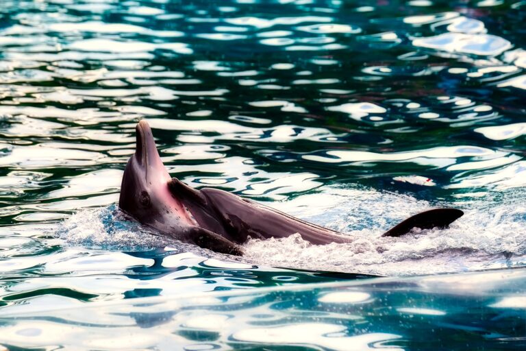 Au Mexique, « Opération miracle » pour sauver de l&rsquo;extinction le marsouin du Pacifique