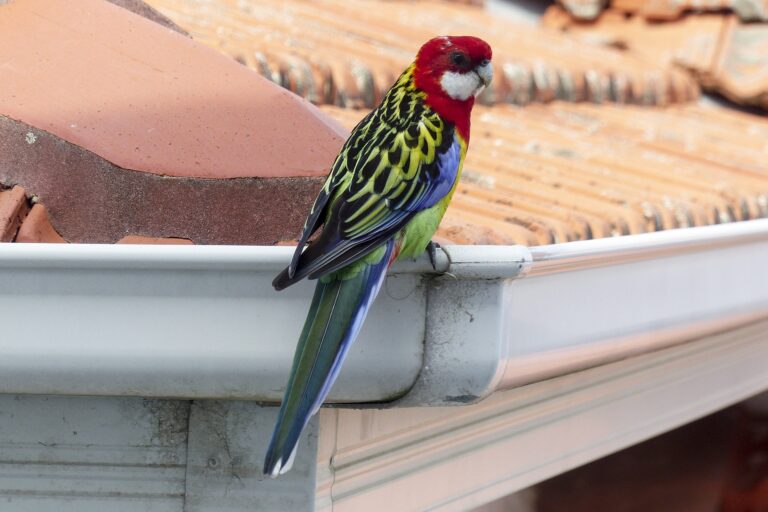 Sous les tropiques, les oiseaux chanteurs prennent des couleurs