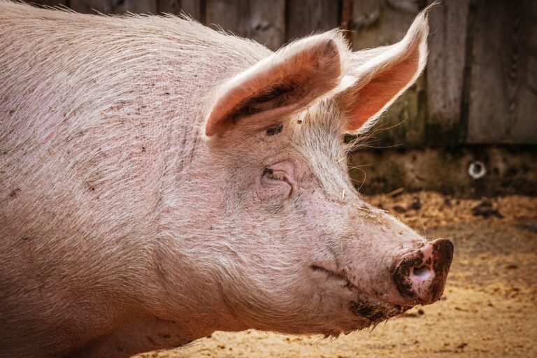 Même les porcs méritent qu&rsquo;on les écoute, selon des chercheurs