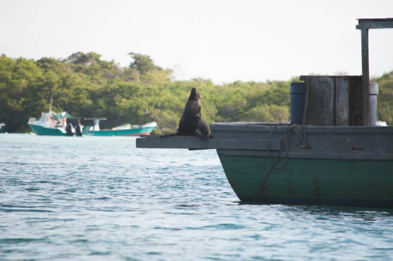 Naufrage d&rsquo;un bateau aux Galapagos: pas de dégât significatif, selon le Parc