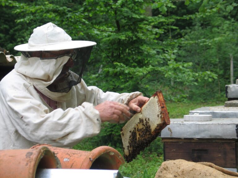 En Tunisie, des « ruches intelligentes » pour sauver les abeilles