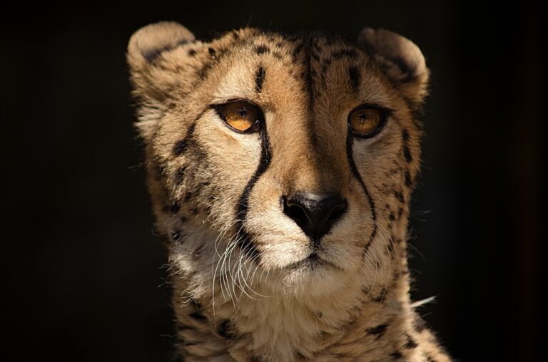 Iran: une femelle guépard asiatique donne naissance à trois petits