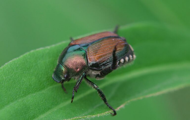 Le scarabée japonais, un insecte ravageur aux portes de la France
