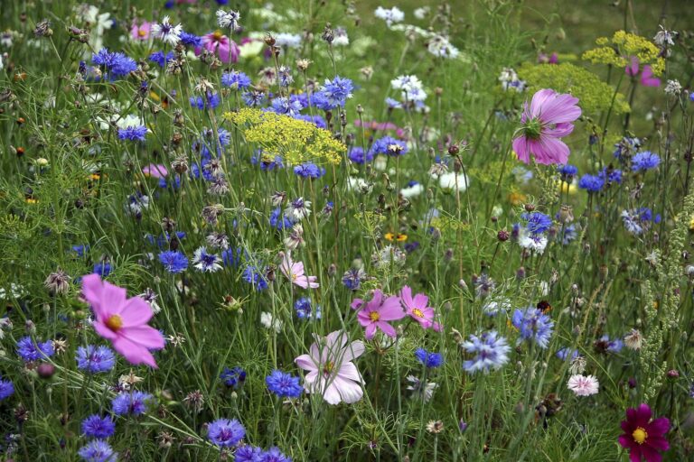 prairie fleurie