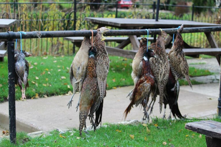 Chasses traditionnelles : faisant fi du Conseil d&rsquo;Etat, le gouvernement souhaite les réautoriser