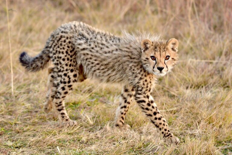 Huit guépards de Namibie arrivés en Inde, avant leur réintroduction dans la nature