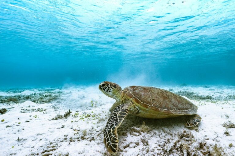 Des dizaines de tortues protégées poignardées à mort au Japon