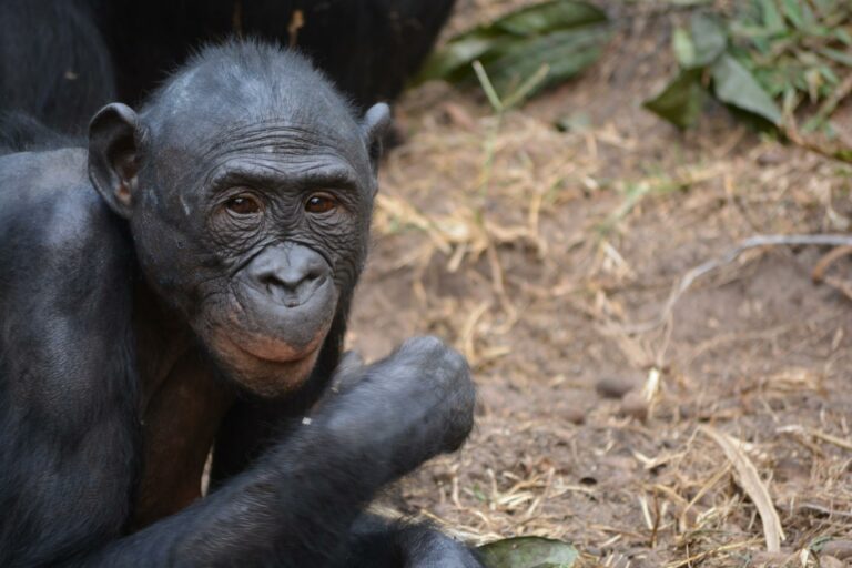 RDC: un policier-braconnier arrêté, un singe tué, un bébé singe sauvé
