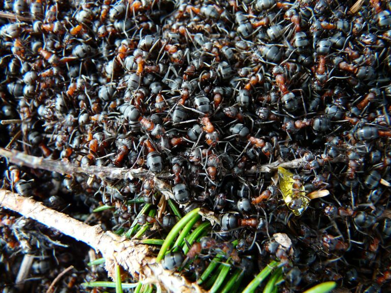 Le monde abrite au moins 20 millions de milliards de fourmis (étude)
