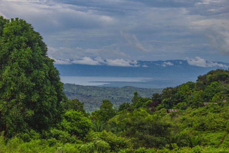La forêt du Congo, poumon fragile en quête de protection