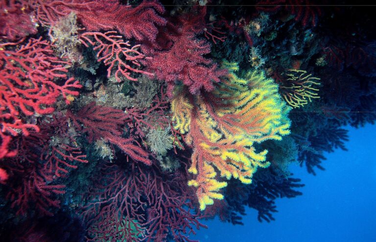 « Un incendie sous l&rsquo;eau »: en Méditerranée, des forêts de corail décimées par la chaleur