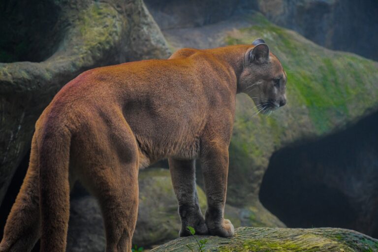 Les cougars de Los Angeles menacés par la fréquence accrue des feux de forêt