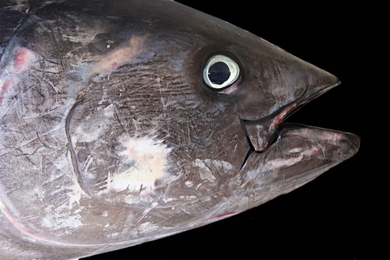 Le Canada privilégie le profit à la protection de certains poissons, selon un audit
