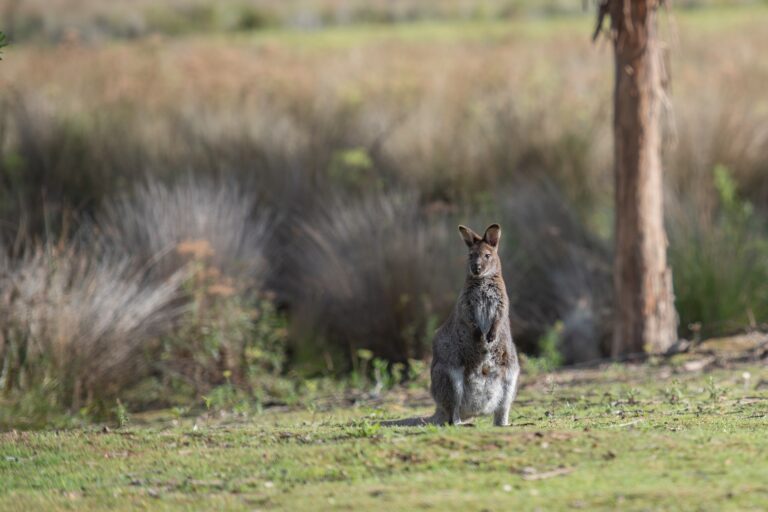L&rsquo;Australie liste 15 nouvelles espèces menacées, dont un wallaby
