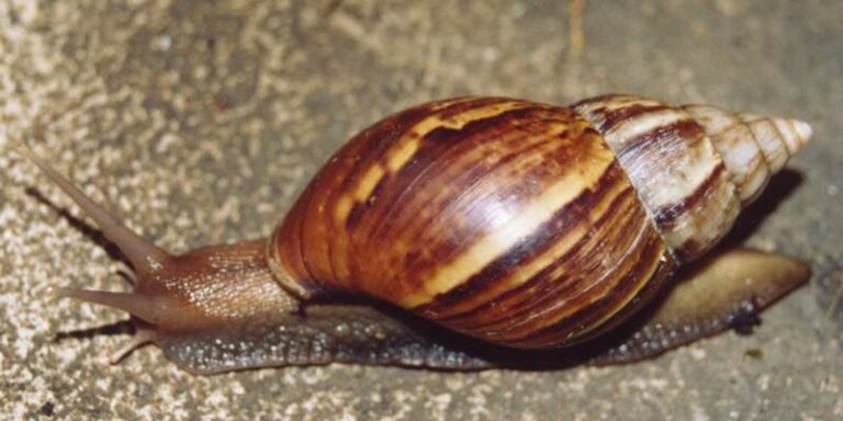 L&rsquo;ouest du Venezuela envahi par des escargots géants, plaie des récoltes
