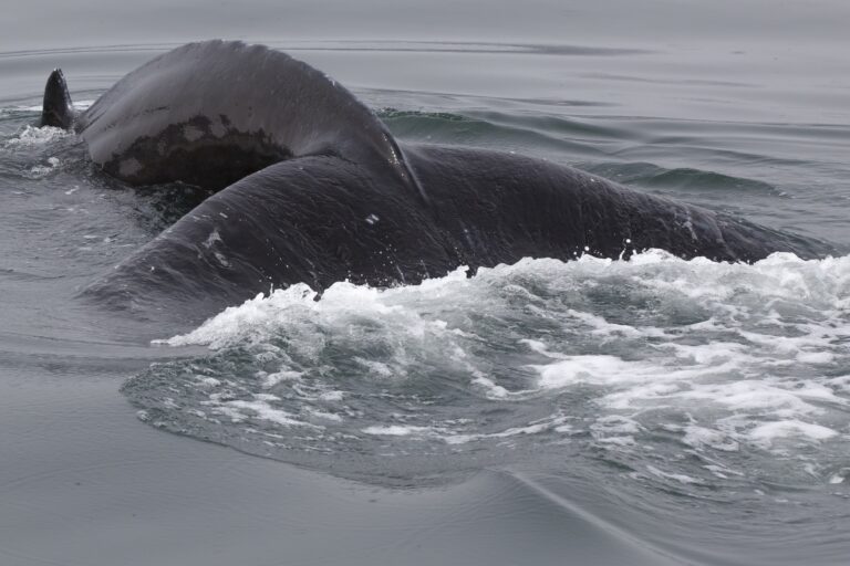 Islande: fin de la saison de chasse à la baleine, 24 baleines tuées