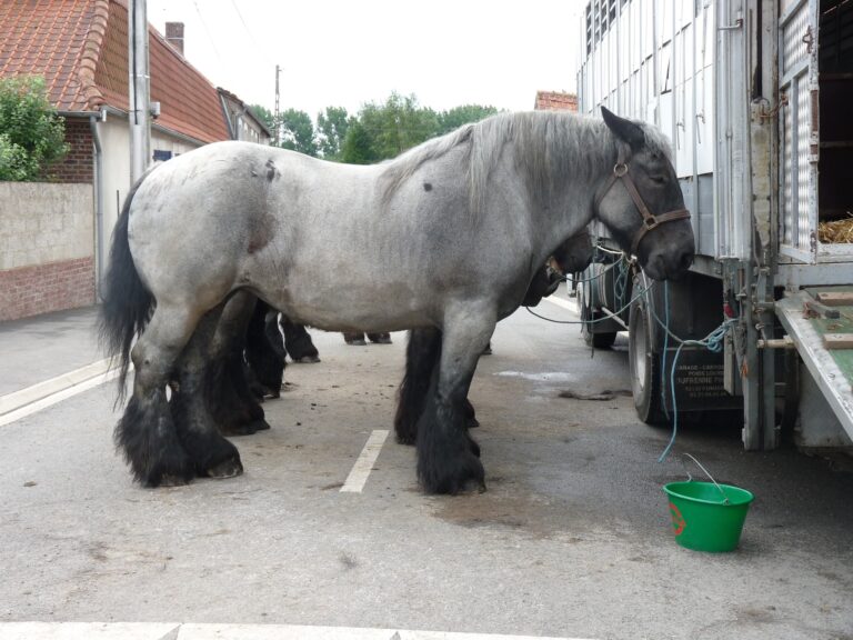 Maltraitance: ouverture d&rsquo;une enquête préliminaire sur une foire aux chevaux du Cantal