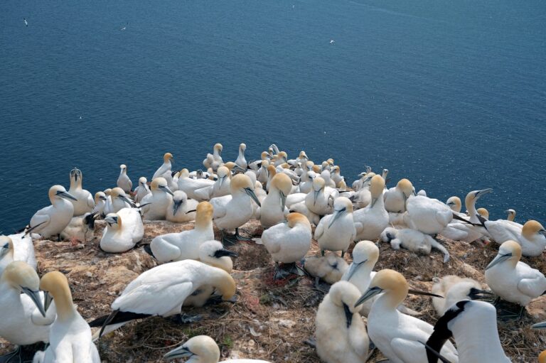 France : le défi du nettoyage des déchets plastiques chez les fous de Bassan