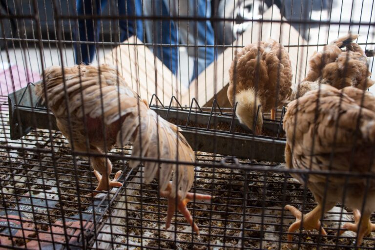 Une agence européenne recommande de bannir l&rsquo;élevage en cage des volailles