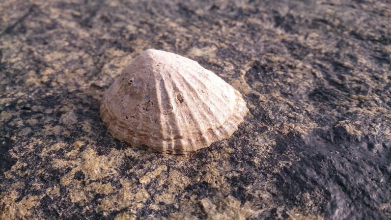 Corse : des scientifiques maîtrisent la reproduction de la patelle géante, un mollusque protégé