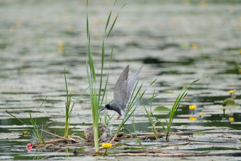 Oiseaux, batraciens, insectes … La faune sauvage souffre aussi de la sécheresse, alerte la LPO