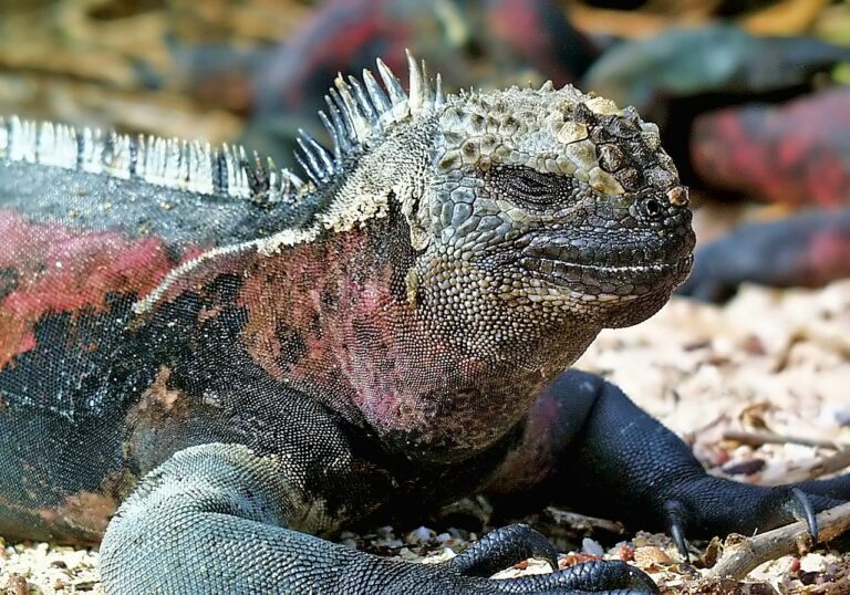 L&rsquo;Equateur réduit sa dette en s&rsquo;engageant pour la protection de la nature
