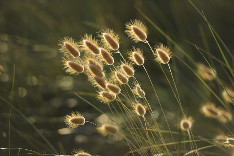 Dans la campagne anglaise, une arche de Noé pour les plantes du monde entier