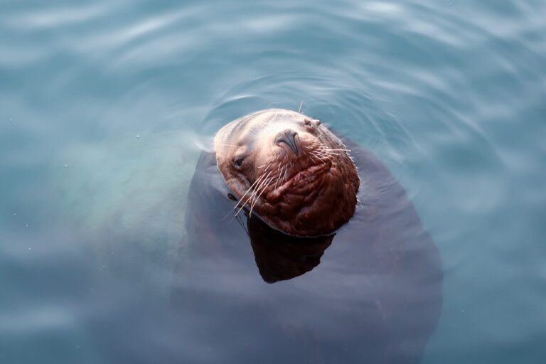 En Californie, des algues contaminées font des ravages chez les otaries 