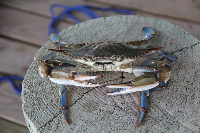 Les palourdes italiennes en péril face à l&rsquo;invasion de crabes bleus 