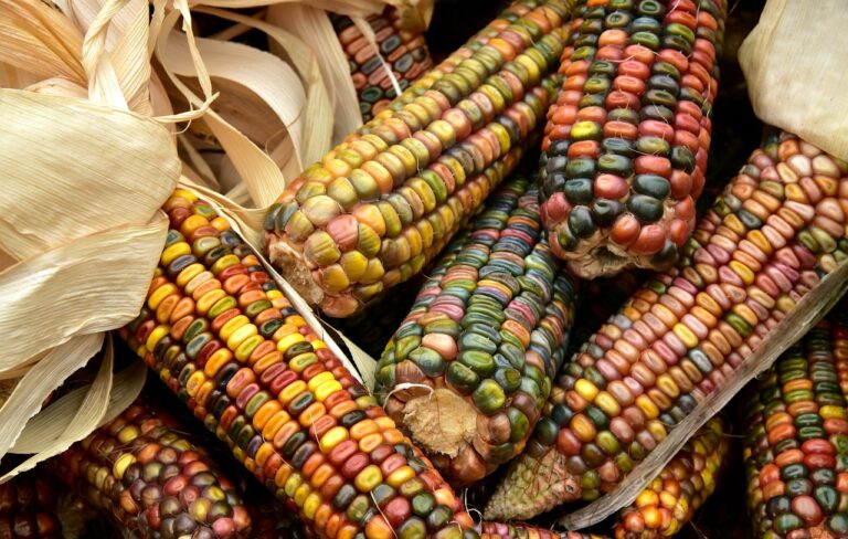 Aux yeux des agriculteurs, « le maïs est paré de toutes les vertus » 
