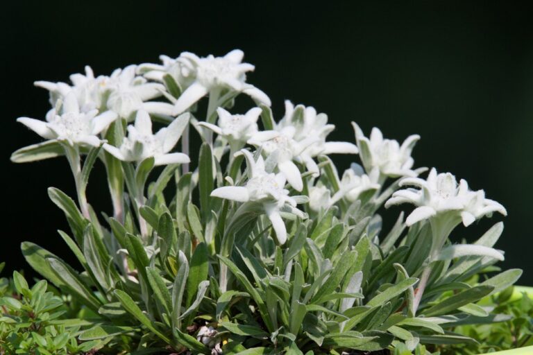 Savoie: des milliers de brins de génépi et fleurs d&rsquo;edelweiss saisis sur des randonneurs