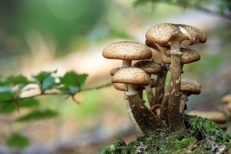 Grogne en Suisse des cueilleurs de champignons contre des mesures de protection de la biodiversité
