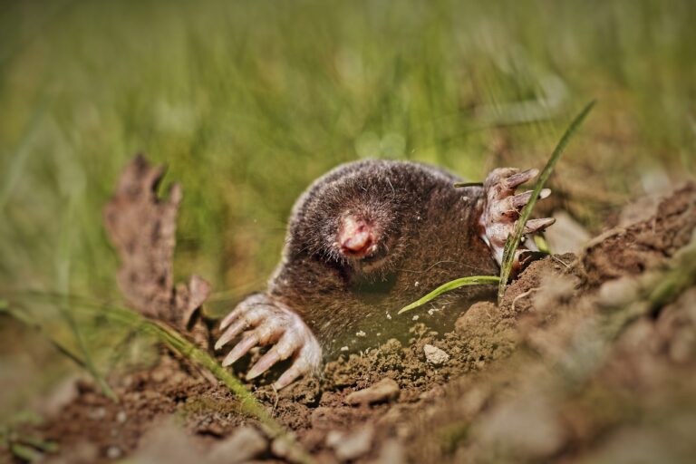 Fortes amendes requises contre une société qui vendait illégalement un biocide anti-taupes