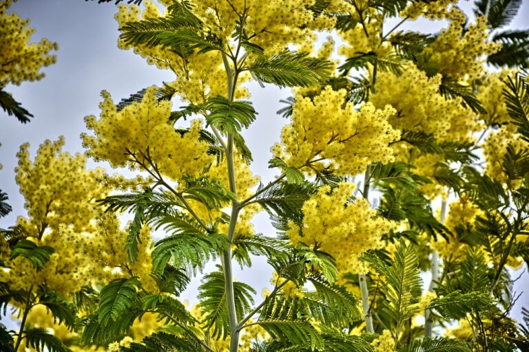 Sur la Côte d&rsquo;Azur, le mimosa, régal pour les touristes, poison pour les massifs