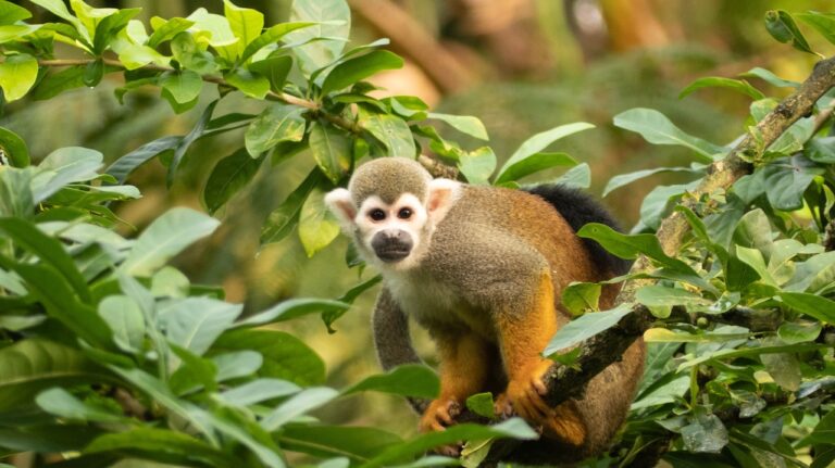 Interpellation après un vol de singes d&rsquo;une espèce menacée dans le Var