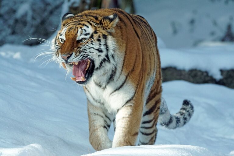 Dans l&rsquo;Himalaya, le tigre prend de plus en plus de hauteur