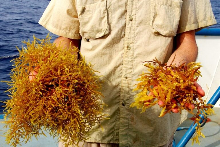 L&rsquo;imbroglio du statut juridique des sargasses, fléau des plages de Guadeloupe