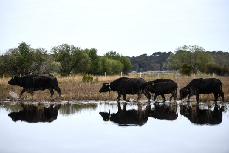 Dans un marais de la côte atlantique française, l&rsquo;alliance du buffle et du bousier