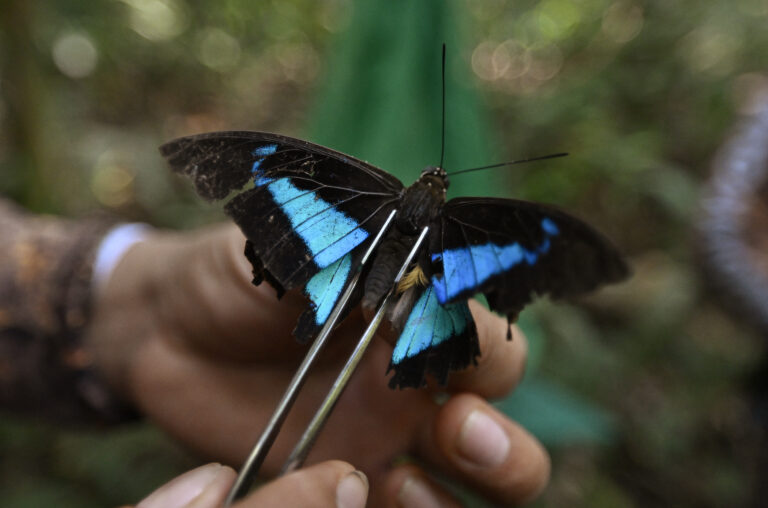 Les papillons d&rsquo;Equateur : joyaux ailés et thermomètres du changement climatique