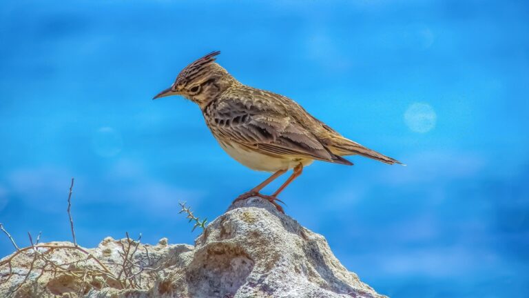 Les chasses traditionnelles ciblant les oiseaux prennent du plomb dans l&rsquo;aile